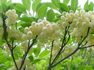 Enkianthus campanulatus, andromède campanulé