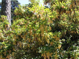 Enkianthus campanulatus, andromède campanulé