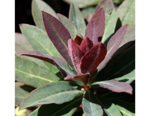 Euphorbia Hybride ‘Efanthia'