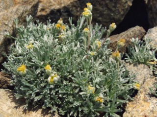 Génépi - Artemisia umbelliformis