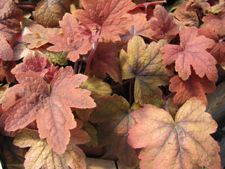 Heucherella 'Sweet Tea'