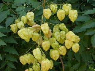 Fruits du savonnier : les