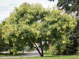 Savonnier en août, avec ses fruits