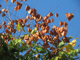 Koelreuteria paniculata en septembre