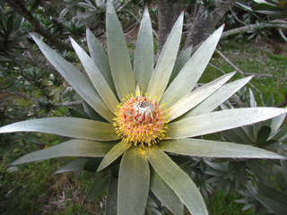Leucadendron argenteum
