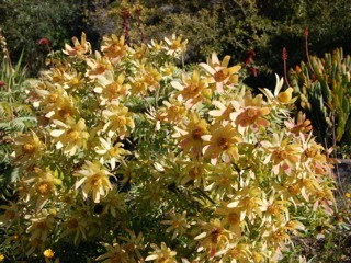 Leucadendron jaune