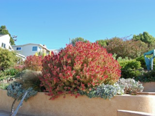 Leucadendron rouge