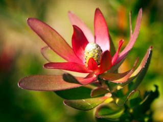 Leucadendron 'Safari Sunset'