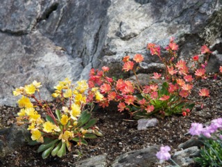 Lewisia
