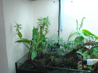 Mini-bassin d'intérieur muni d'une pompe