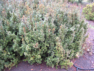 Myrsine africana