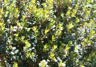 Myrsine africana