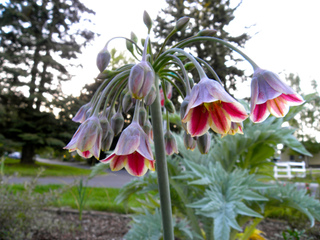 Nectaroscordum siculum, ail de Bulgarie