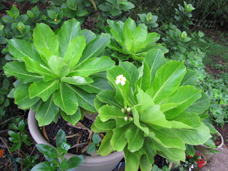 Palmier de Hawaï, Brighamia insignis