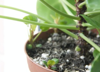 Rejets de Pilea peperomioides