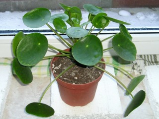 Pilea peperomioides