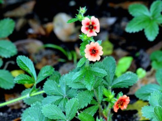 Potentilla nepalensis 'Miss Wilmott'