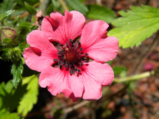 Potentille herbacée