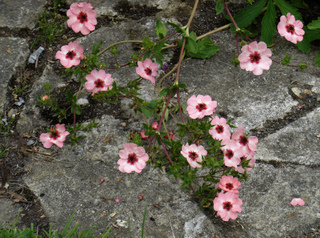 Potentilla x hopwoodiana