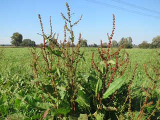Rumex obtusifolius