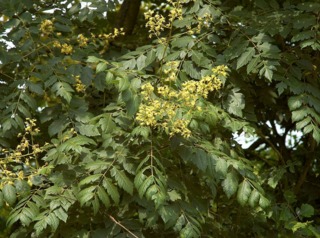 Fleurs de savonnier