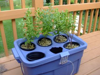 Stevia cultivée en hydroponie sur laine de roche
