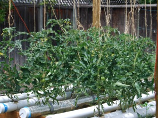 Culture hydroponique de tomates dans un jardin