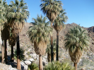 Washingtonia filifera