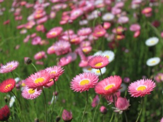 Rhodanthe chlorocephala, acroclinium