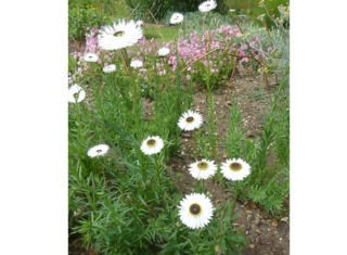 Acroclinium roseum 'Pierrot'