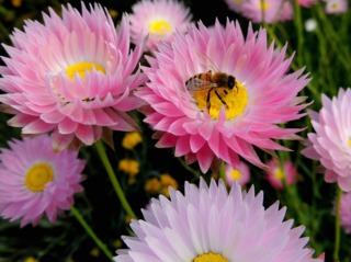 Acroclinium, Rhodanthe chlorocephala subsp. rosea