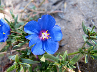 Anagallis monelli, mouron bleu de Monel