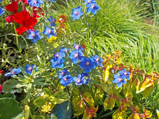 Anagallis monelli dans un massif