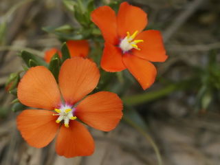 Anagallis monelli : variété orange