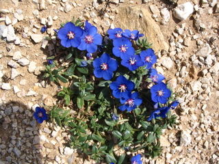 Anagallis monelli en sol sec