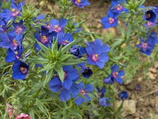 Anagallis monelli, mouron bleu