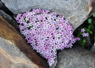 Androsace alpina