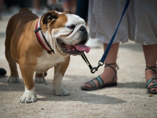 Bouledogue tenu en laisse