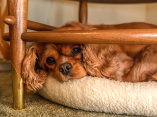 Cavalier King Charles Spaniel
