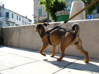 Gros chien promené en laisse