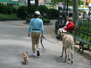 Dogue allemand et chihuahua
