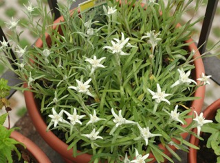 Edelweiss en pot