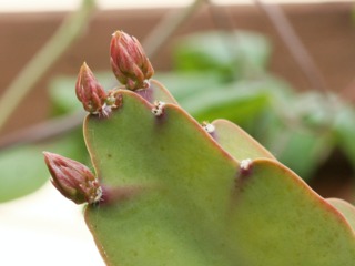 Epiphyllum : boutons floraux