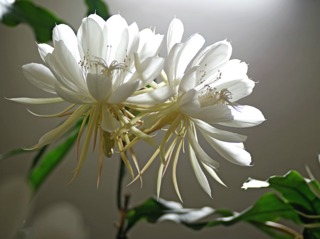 Epiphyllum oxypetalum