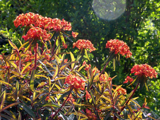 Euphorbe de Griffith 'Fireglow'