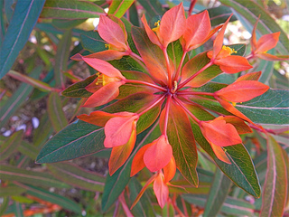 Euphorbia griffithii 'Dixter'
