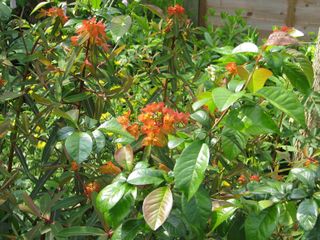 Euphorbia griffithii 'Fern Cottage'