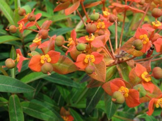 Euphorbia griffithii 'Fireglow'