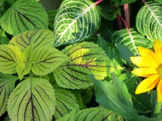 Iresine herbstii 'Aureoreticulata'