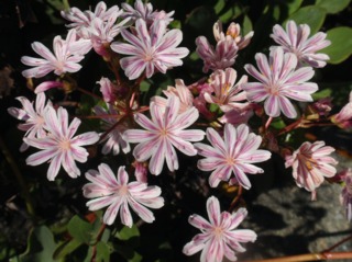 Lewisia cotyledon 'Siskiyou'